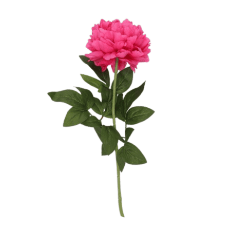 daan kromhout pfingstrose hellrosa, 71cm (kopie)