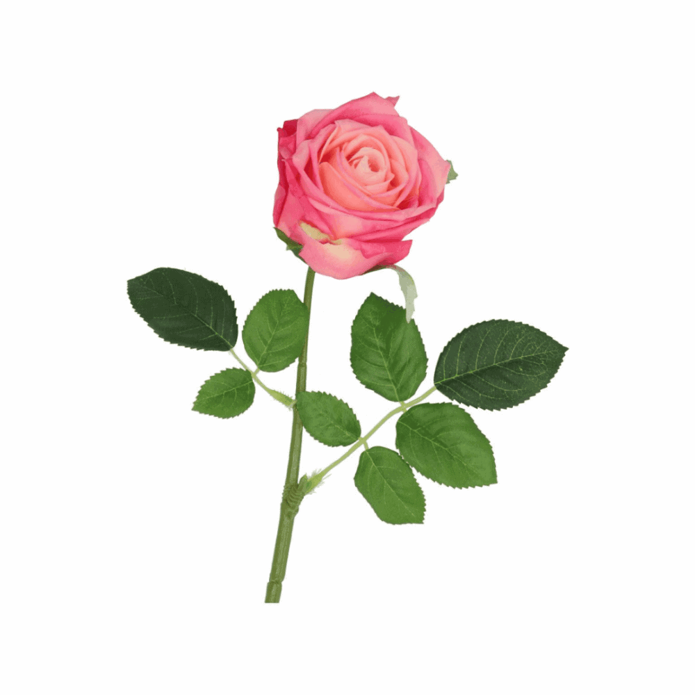 daan kromhout pfingstrose pink, 71cm (kopie)