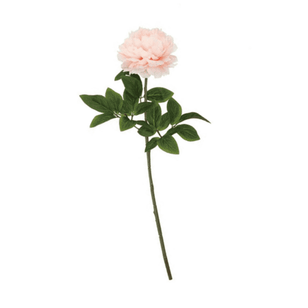 daan kromhout dahlie hellrosa, 60cm (kopie)