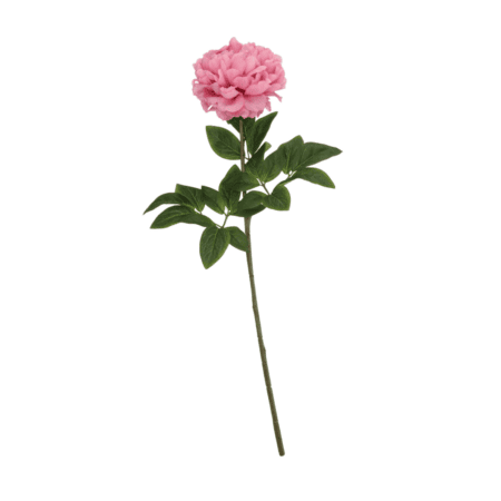 daan kromhout pfingstrose hellrosa, 68cm (kopie)